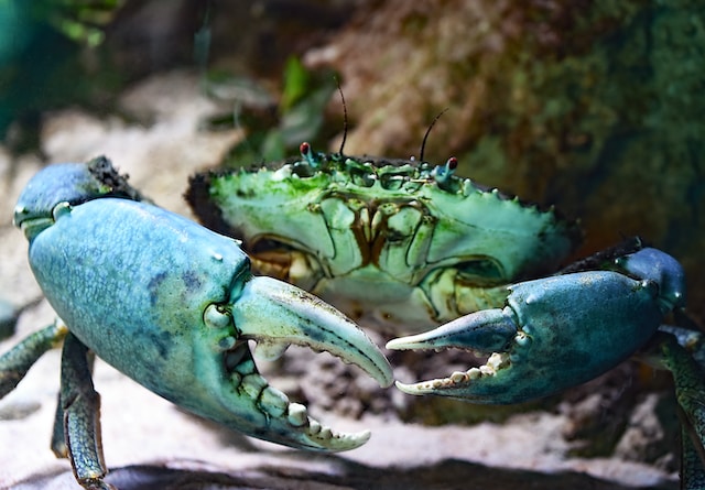 Mud Crab Farming